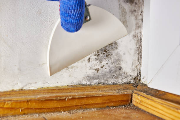 Best Mold Documentation for Insurance Claims  in Monona, WI
